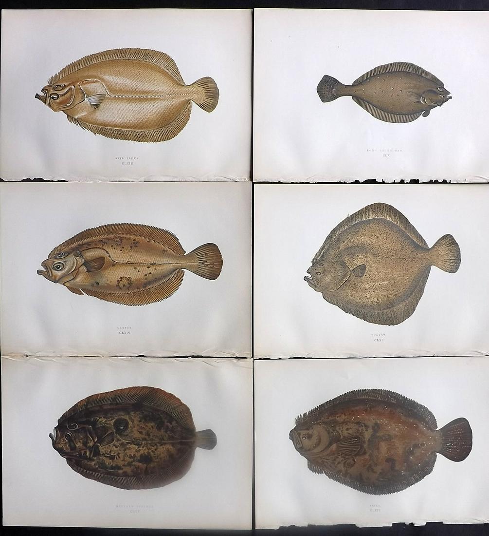 Couch, Jonathan 1878 Lot of 6 Antique Fish Prints (1 of 2)