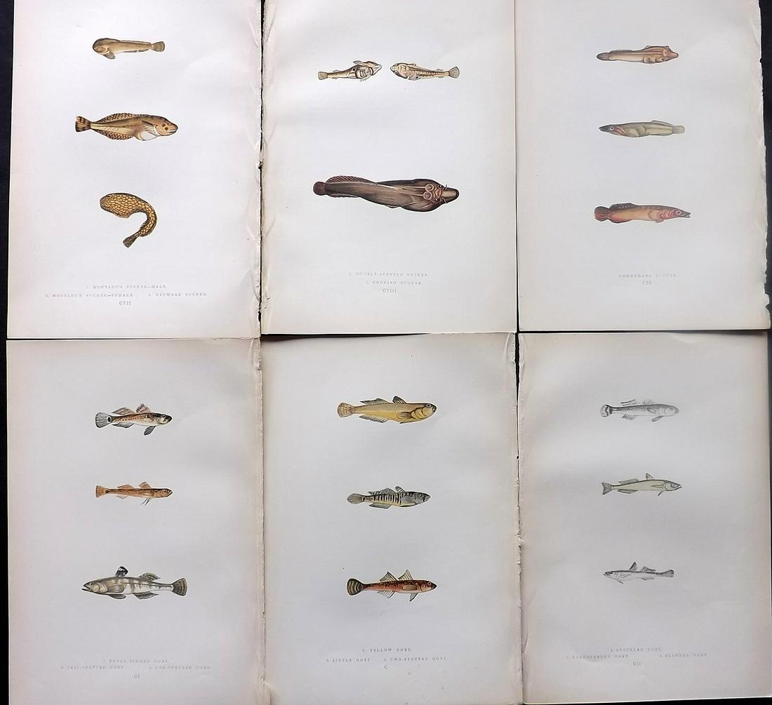 Couch, Jonathan 1878 Lot of 6 Antique Fish Prints: Color Printed Woodblocks Published 1877-78, London for "A History of the Fishes of the British Islands" by Jonathan Couch. Paper Size: 9.5 x 7 inch (25 x 17cm) Good Condition overall