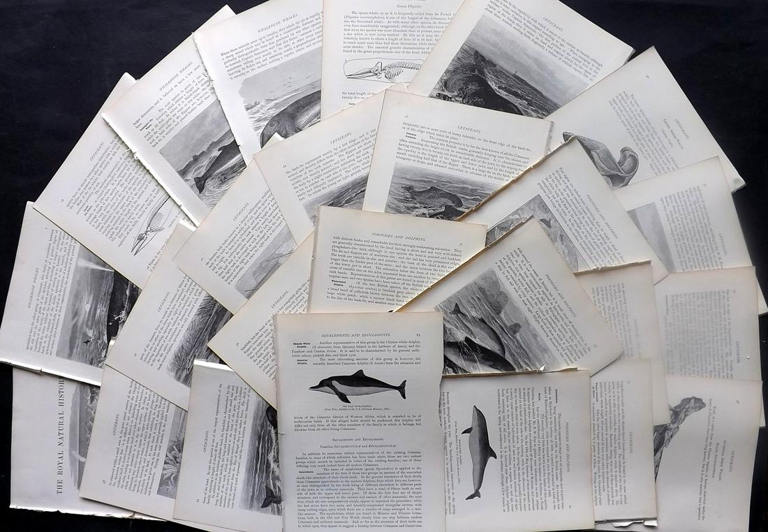 Lydekker, Richard 1895 Lot 24 Sheets. Whales, Dolphins: 24 Illustrated Sheets, Containing Wood Engravings with related surrounding and verso text Published 1894-95, London for "The Royal Natural History" by Richard Lydekker. Illustrated by Smit, Keulemans,