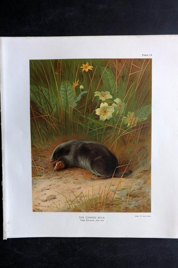 Millais, John 1904 Folio Print. Common Mole (1 of 2)