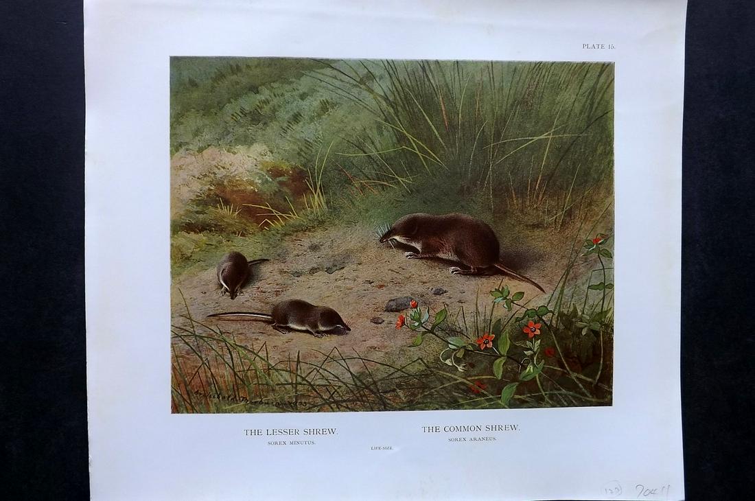 Millais, John 1904 Folio Print. Lesser & Common Shrew (1 of 2)