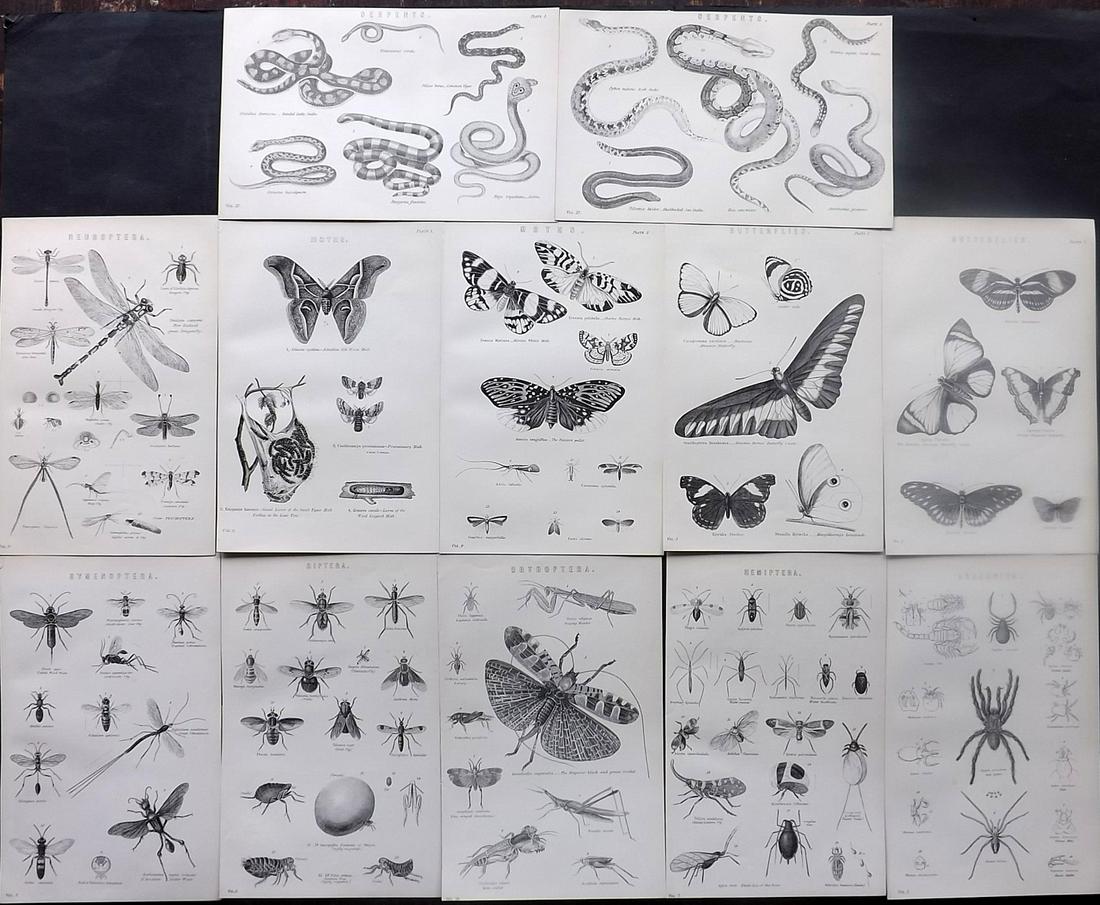 Nat. Ency. 1891 Lot of 12 Prints. Insects & Reptiles (1 of 2)