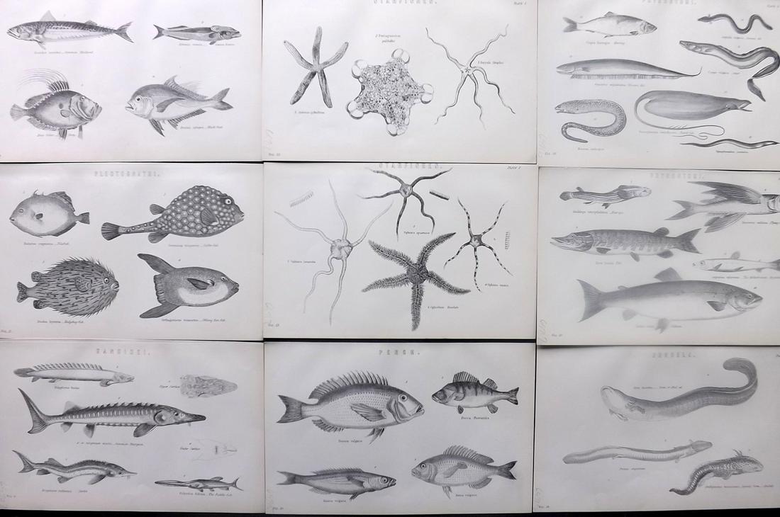 Nat. Ency. 1891 Lot of 9 Prints. Fish & Starfish (1 of 2)