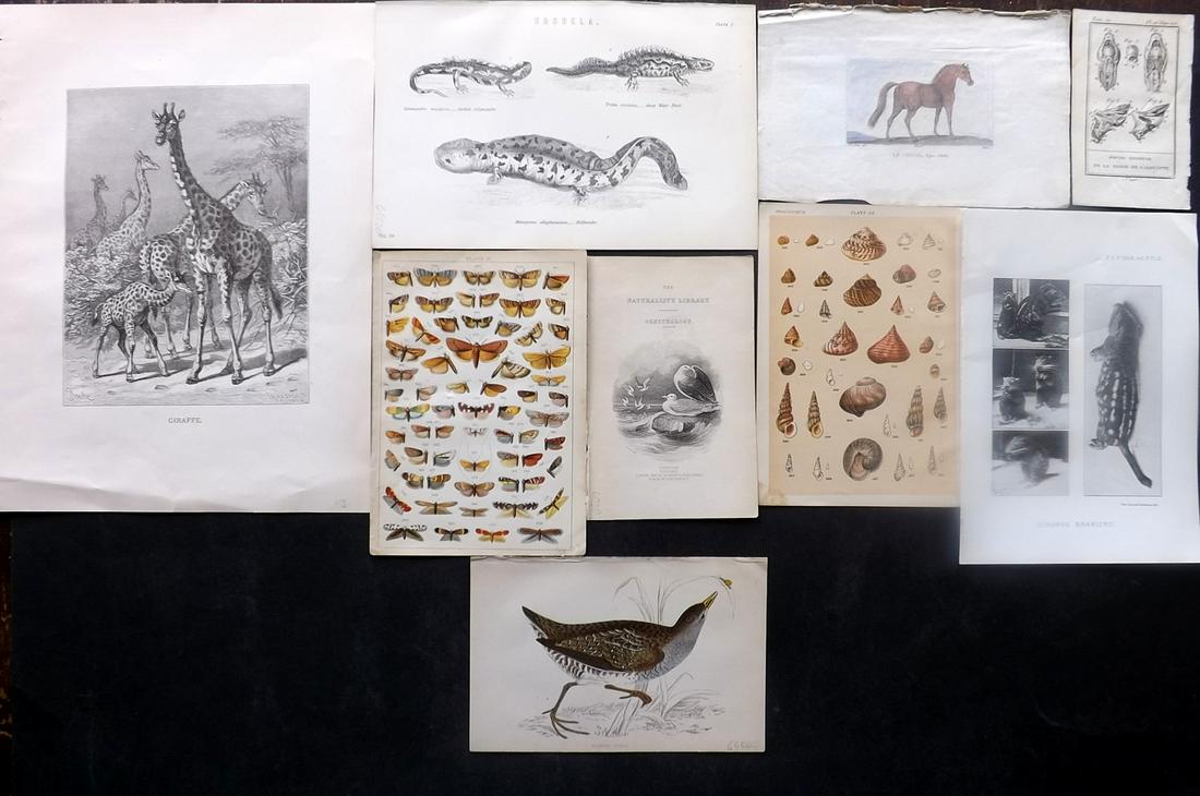 Natural History & Birds 19th Cent. Mixed Lot of 9 Prints (1 of 2)