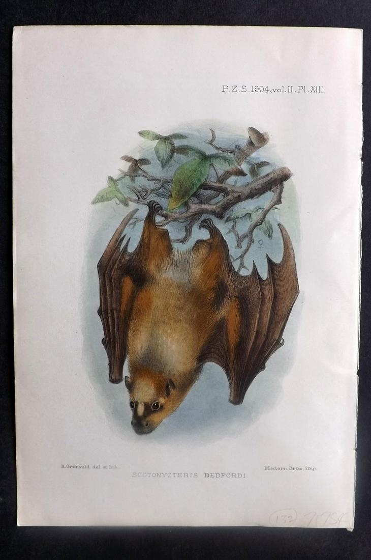 PZS 1904 Hand Col Print. Scotonycteris Bedfordi Bat: Hand Colored Lithograph Published 1830-20th Century, London for "Proceedings of the Zoological Society of London" Ilustrated by Joseph Smit and others. Paper Size: 8.5 x 6 inch (22 x 16cm) Good condit