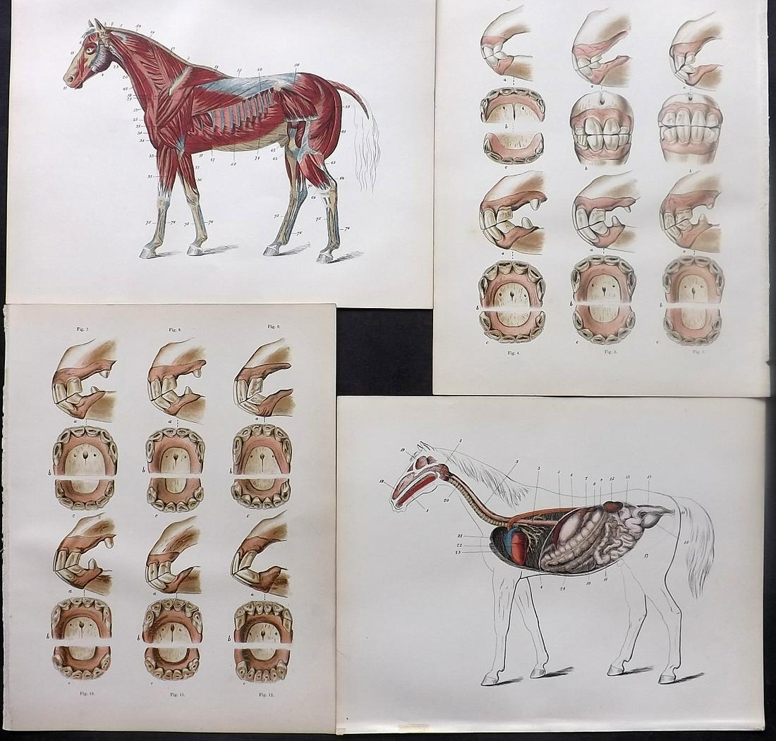Sidney & Cassell 1881 Lot of 4 Horse Anatomy Prints (1 of 2)