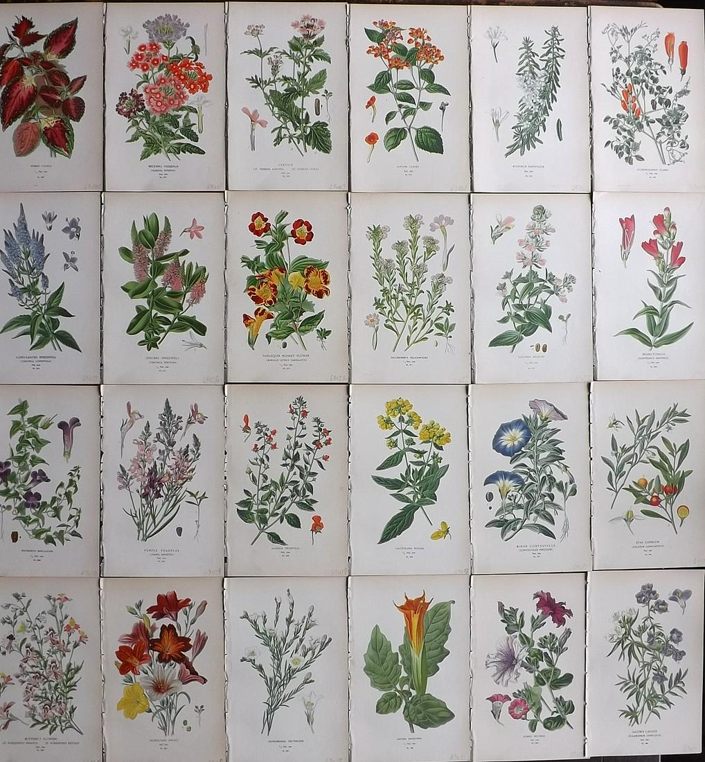 Step, Edward 1897 Lot of 24 Botanical Prints (1 of 7)