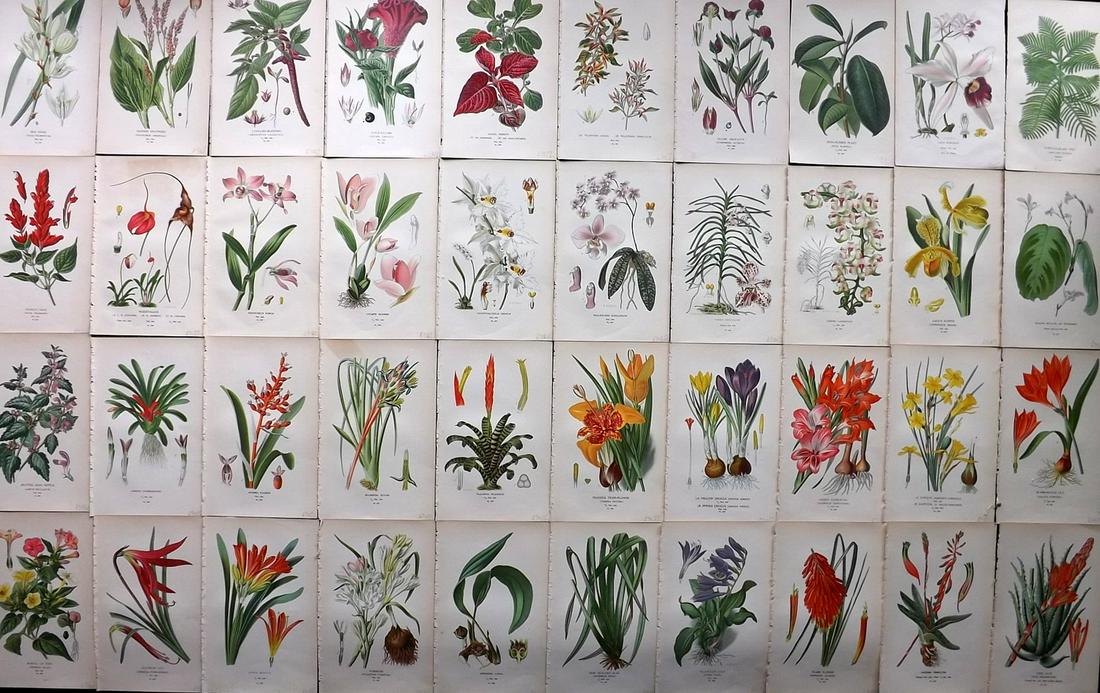 Step, Edward 1897 Lot of 40 Botanical Prints (1 of 7)