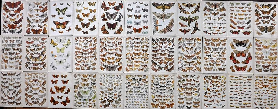 Gordon, W. J. C1900 Lot of 33 Butterfly & Moth Prints (1 of 10)