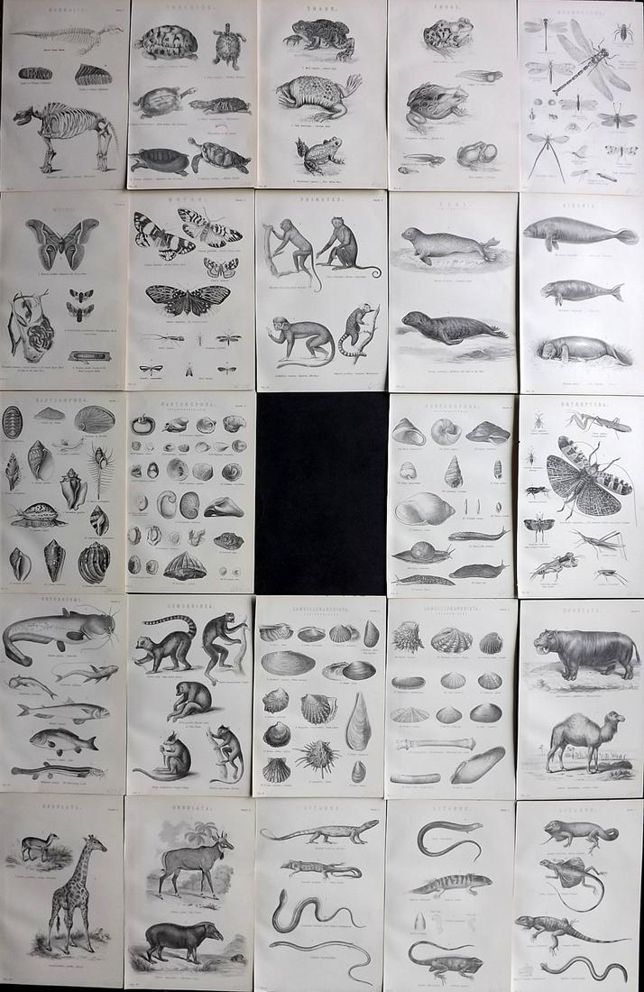 Nat. Encyclo. 1890's Lot of 24 Natural History Prints: Woodblocks and/or Steel Engravings Published 1891-1901 by William Mackenzie, London for "The National Encyclopedia: A dictionary of Universal Knowledge" Paper Size: 9.5 x 6 inch (24 x 16cm) Good Condi
