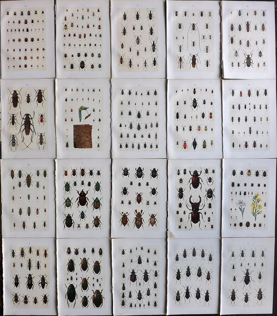 Hofmann & Kirby 1902 Lot of 20 Beetle Insect Prints (1 of 7)