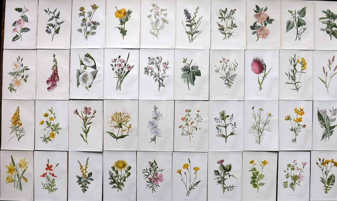 Hulme, Edward 1884 Lot of 40 Botanical. 1st Ed Wild (1 of 7)