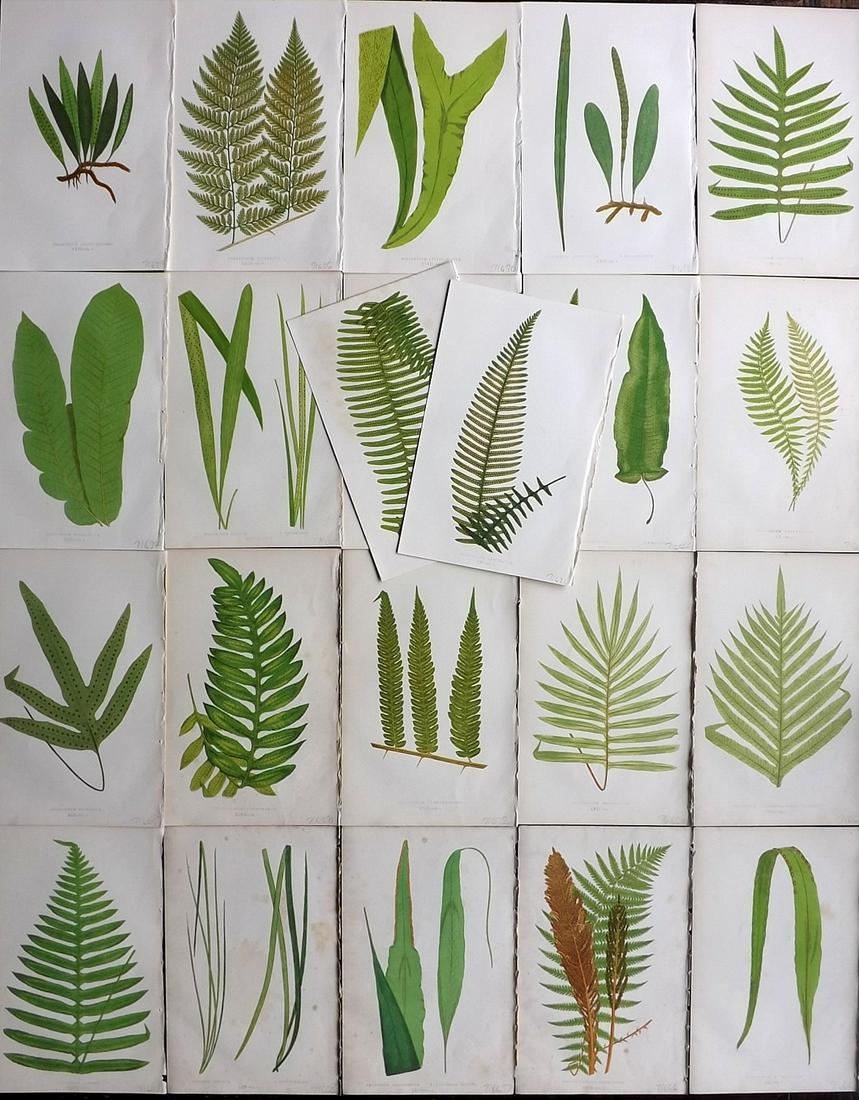 Lowe, Edward 1862 Lot of 22 Antique Fern Prints: Woodblocks Published 1861-64 by Groombridge and Sons, London for "Ferns: British and Exotic" by Edward Lowe. Illustrated by A.F. Lydon. Printed by Benjamin Fawcett. Paper Size: 9.5 x 6 inch (24 x 15cm