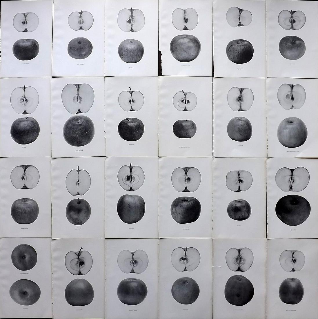 Beach, S A. 1905 Lot 24 Fruit Prints. Apples of New York: Halftone Published 1905, Albany for "The Apples of New York" by S. A. Beach, N. O. Booth and O. M. Taylor. Paper Size: 9 x 6 inch (23 x 15cm) Good Condition