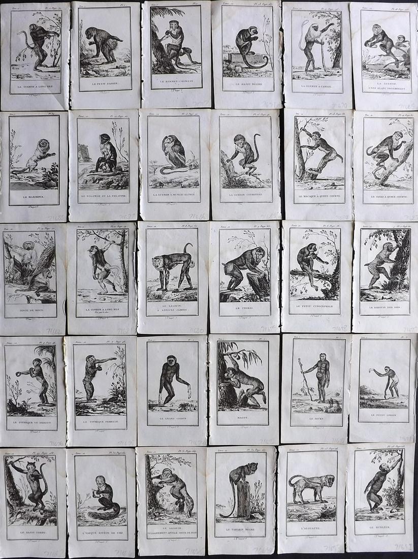 Buffon, Comte de 1799 Lot of 30 Monkey Prints: Copper Plate Published 1799, Paris for "Histoire Naturelle, par Buffon" by the Comte de Buffon. Paper Size: 5 x 3 inch (13 x 8cm) Most with light water stain present, otherwise fine