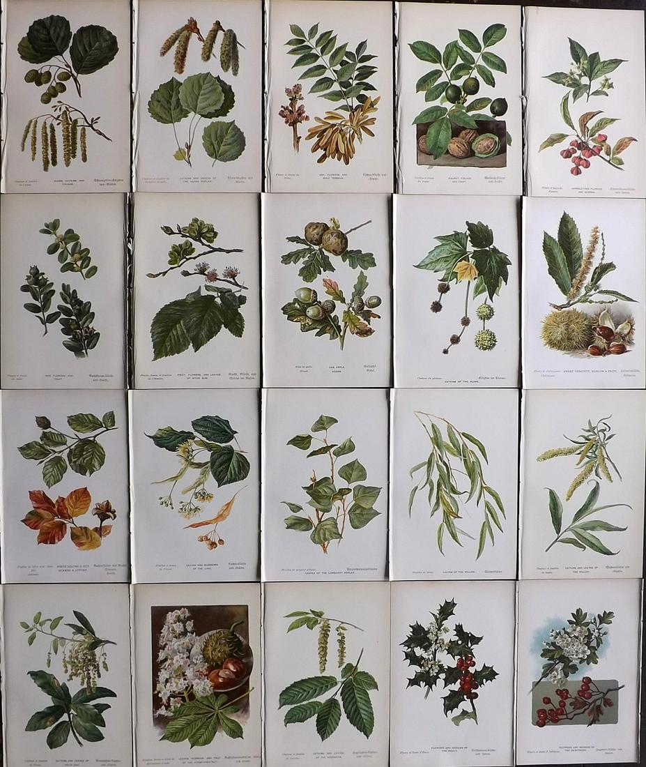 Boulger, George 1888 Lot of 20 Botanical Prints. 1st Ed. (1 of 6)