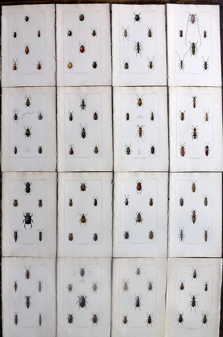 Rye, E. C. 1866 Lot of 16 Hand Col Beetle Prints (1 of 5)