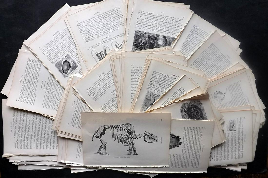 Lydekker, Richard 1895 Lot of 300 Illus. Animal Sheets: 300 Illustrated Sheets, Containing Wood Engravings with related surrounding and verso text Published 1894-95, London for "The Royal Natural History" by Richard Lydekker. Illustrated by Smit, Keulemans