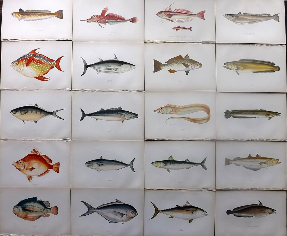 Couch, Jonathan 1878 Lot of 20 Antique Fish Prints: Color Printed Woodblocks Published 1877-78, London for "A History of the Fishes of the British Islands" by Jonathan Couch. Paper Size: 9.5 x 7 inch (25 x 17cm) Good Condition overall