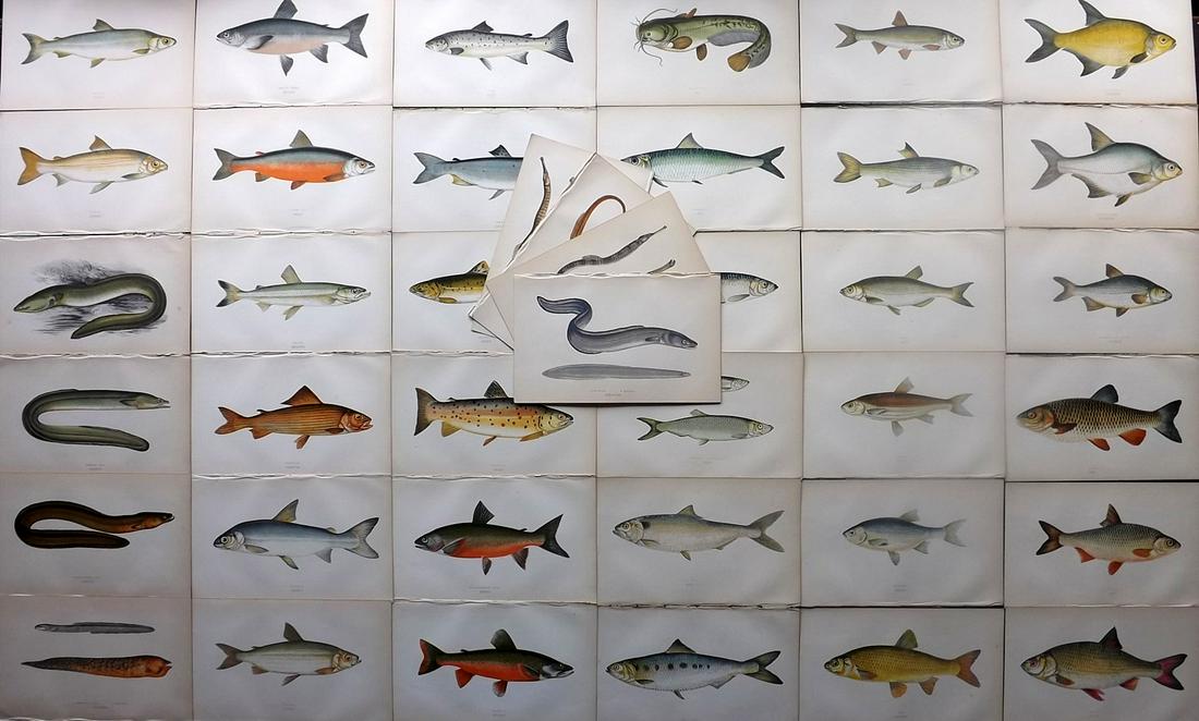 Couch, Jonathan 1865 Lot of 40 Antique Fish Prints (1 of 10)