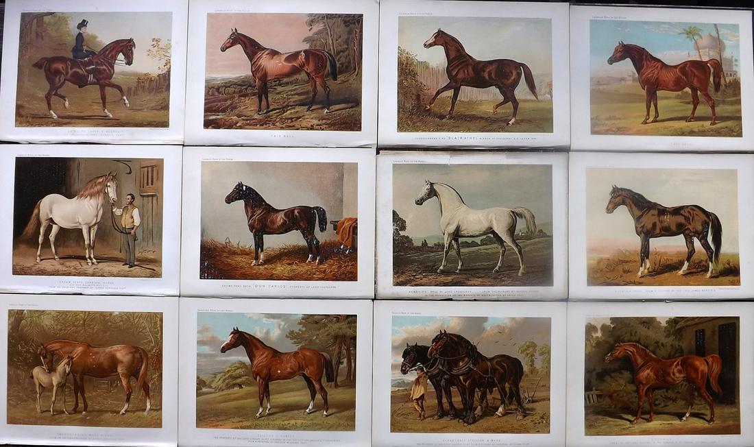Sidney & Cassell 1881 Lot of 12 Horse Prints: Chromolithographs Published 1879-81 by Cassell, Petter, Galpin & Co., London for "The Book of the Horse" by Samuel Sidney. Paper Size: 10.5 x 8 inch (27 x 21cm) Good Condition