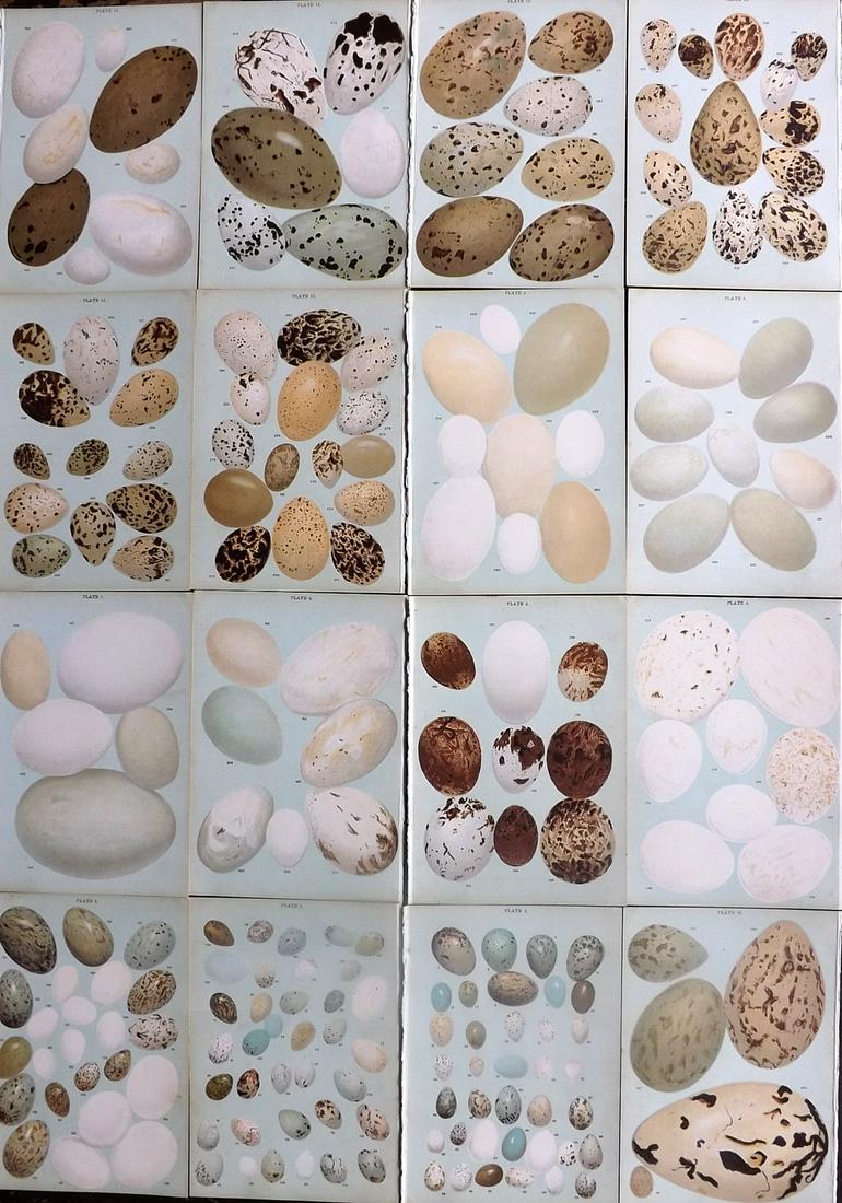 Gordon, W. J. C1900 Lot of 16 Antique Bird Egg Prints: Chromolithograph with descriptive contents page Published C1900, London "Eggs of the Native Birds of Britain..." by W. J. Gordon. Paper Size: 7.5 x 5 inch (19 x 13cm) Good Condition