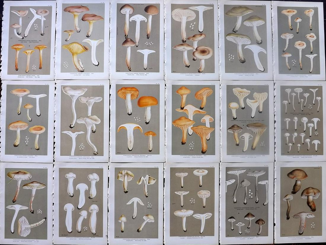 Cooke, Mordecai 1880's Lot of 18 Mushroom Prints (1 of 7)