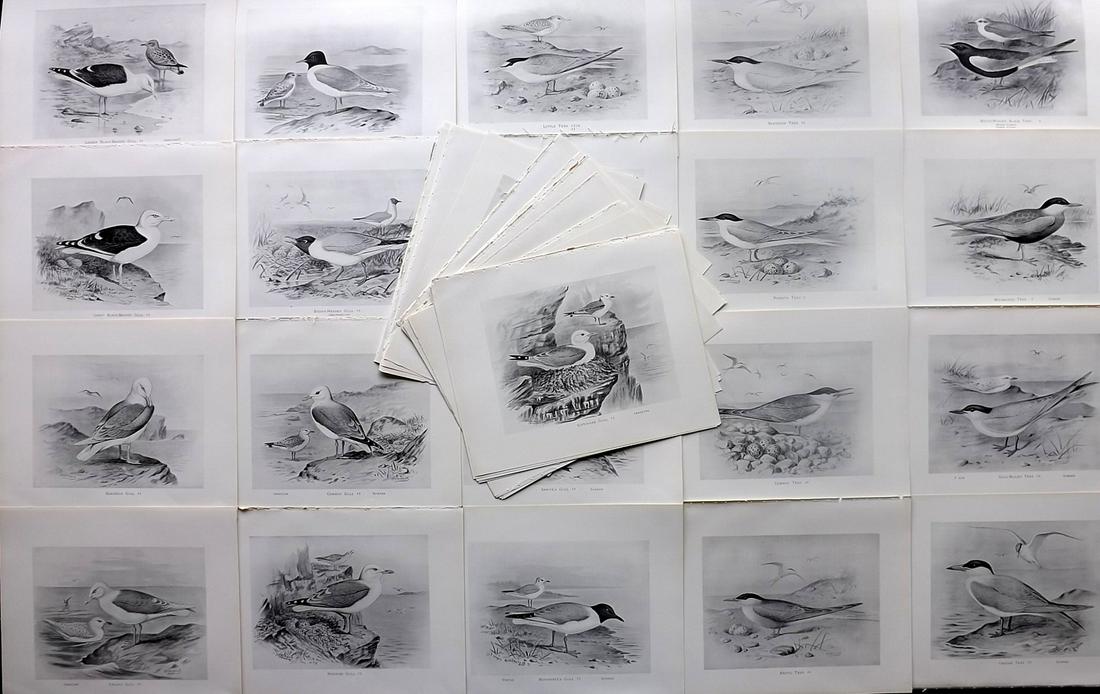Frohawk, Frederick 1898 Lot of 40 Antique Bird Prints: Offset Lithographs Published 1896-98, London for "British Birds with their Nests and Eggs" by Arthur G. Butler. Illustrated by Frederick William Frohawk. Paper Size: 12 x 9.5 inch (30 x 24cm) Good Con