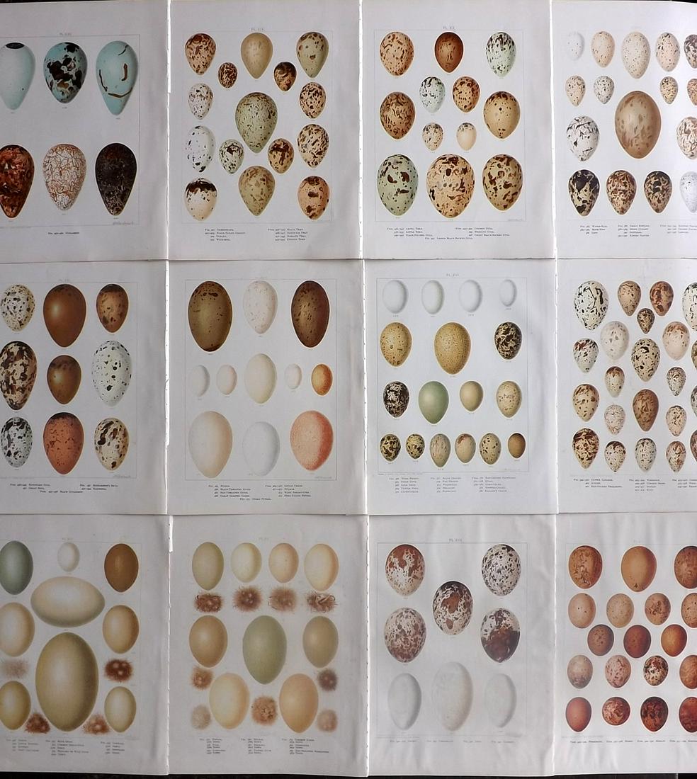 Frohawk, Frederick 1898 Lot of 12 Bird Egg Prints (1 of 7)