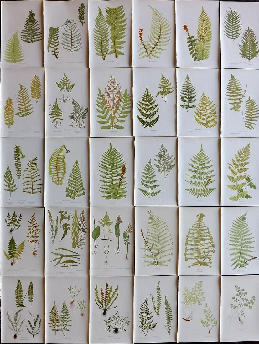 Druery, Charles C1910 Lot of 30 Antique Fern Prints: Offset Lithographs Published C1910, London for "British Ferns and Their Varieties" by Charles Druery. Reverse side blank. Paper Size: 8.5 x 5 inch (22 x 13cm) Good Condition