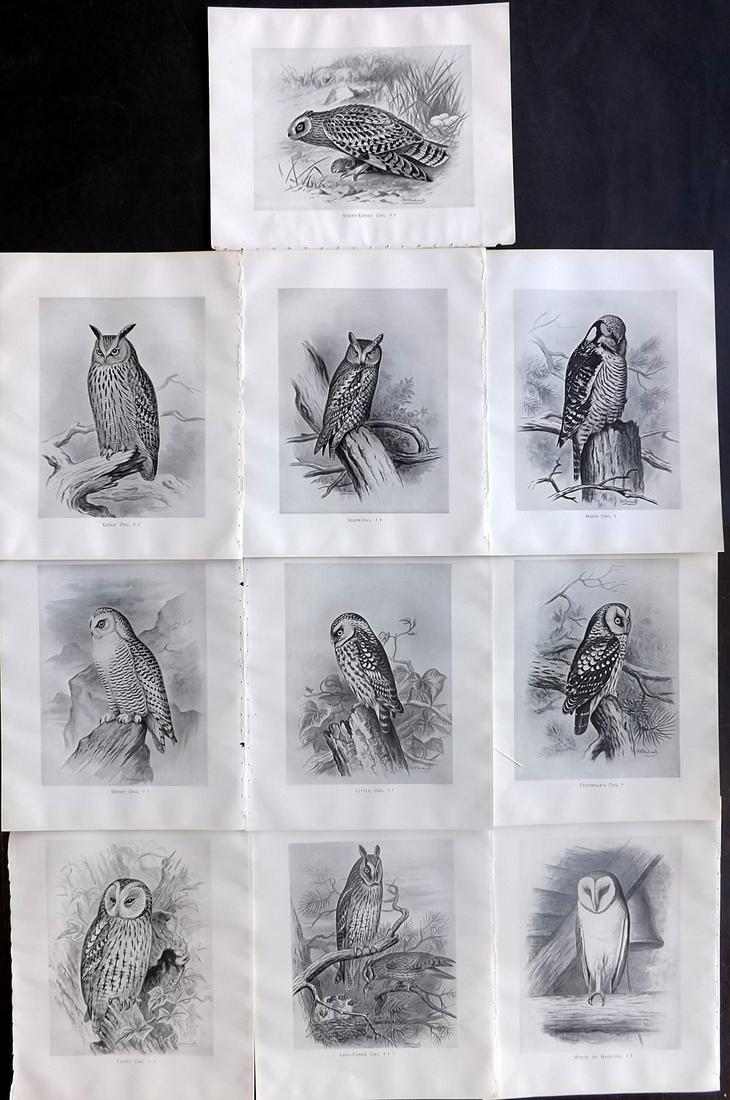 Frohawk, Frederick 1898 Lot of 10 Bird Prints. Owls: Offset Lithographs Published 1896-98, London for "British Birds with their Nests and Eggs" by Arthur G. Butler. Illustrated by Frederick William Frohawk. Paper Size: 12 x 9.5 inch (30 x 24cm) Good Con