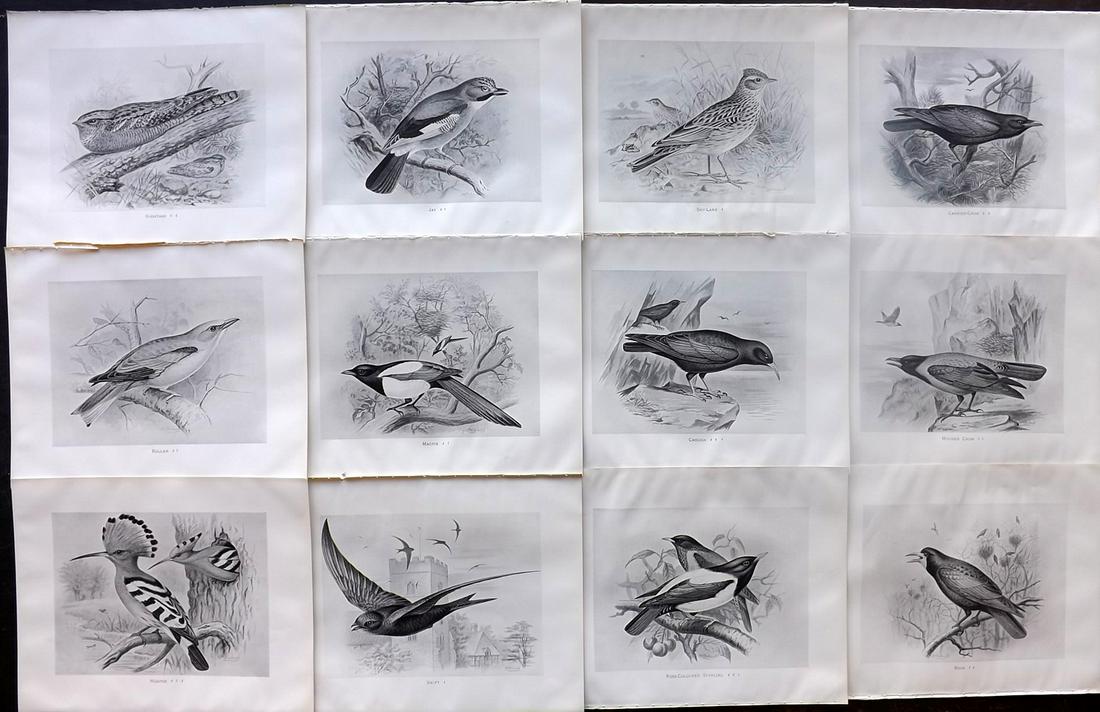 Frohawk, Frederick 1898 Lot of 12 Antique Bird Prints: Offset Lithographs Published 1896-98, London for "British Birds with their Nests and Eggs" by Arthur G. Butler. Illustrated by Frederick William Frohawk. Paper Size: 12 x 9.5 inch (30 x 24cm) Good Con