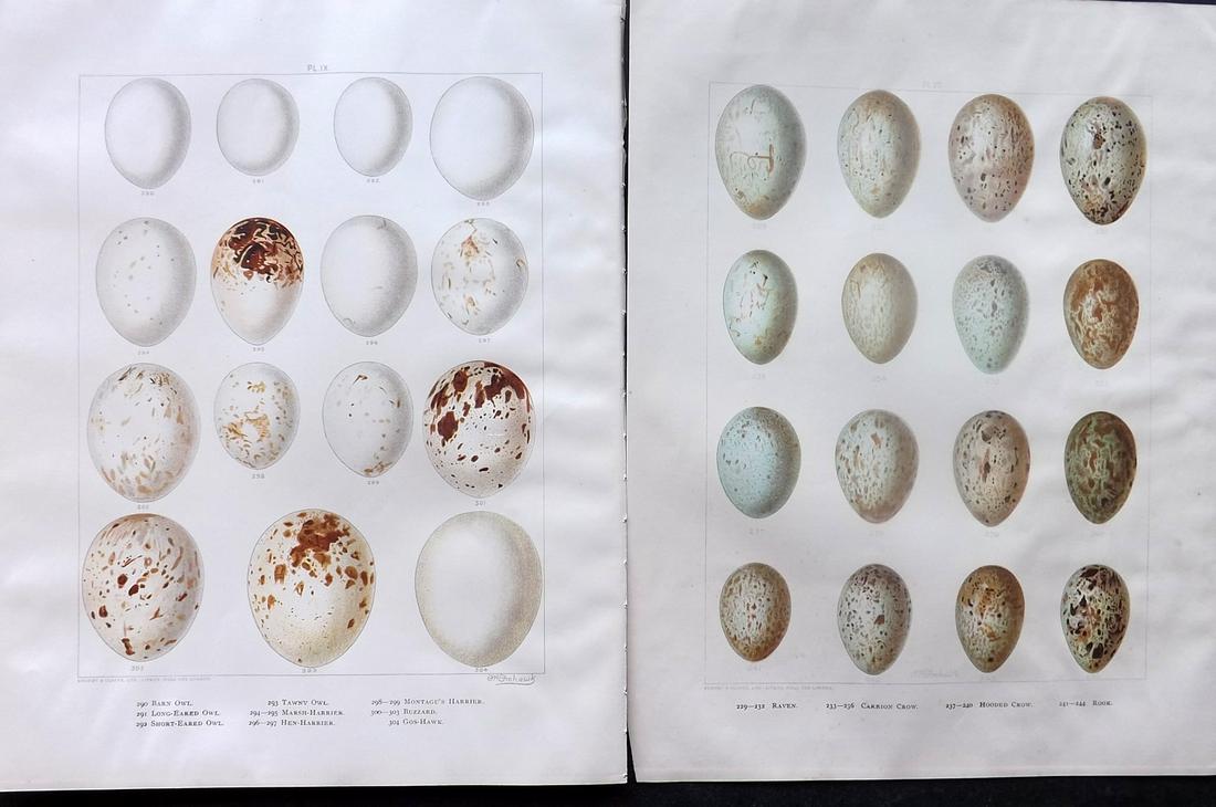 Frohawk, Frederick 1898 Pair of Bird Egg Prints: Chromolithographs Published 1896-98, London for "British Birds with their Nests and Eggs" by Arthur G. Butler. Illustrated by Frederick William Frohawk. Paper Size: 12 x 9.5 inch (30 x 24cm) Good Cond