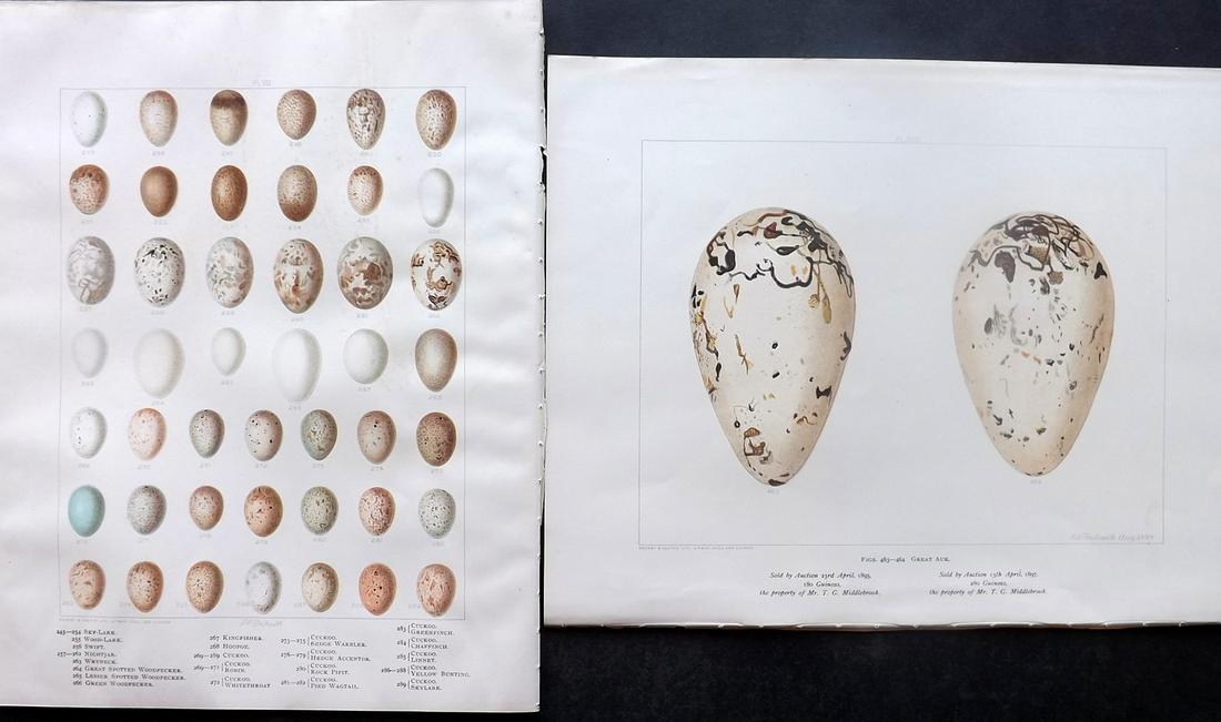 Frohawk, Frederick 1898 Pair of Bird Egg Prints: Chromolithographs Published 1896-98, London for "British Birds with their Nests and Eggs" by Arthur G. Butler. Illustrated by Frederick William Frohawk. Paper Size: 12 x 9.5 inch (30 x 24cm) Good Cond
