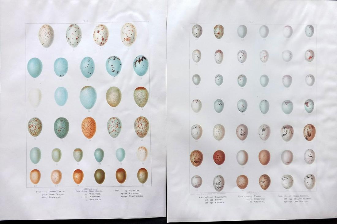Frohawk, Frederick 1898 Pair of Bird Egg Prints: Chromolithographs Published 1896-98, London for "British Birds with their Nests and Eggs" by Arthur G. Butler. Illustrated by Frederick William Frohawk. Paper Size: 12 x 9.5 inch (30 x 24cm) Good Cond