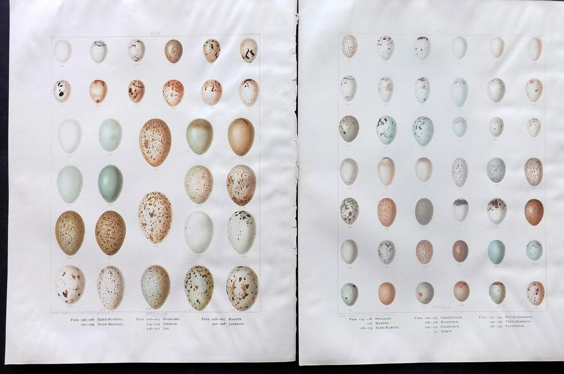 Frohawk, Frederick 1898 Pair of Bird Egg Prints: Chromolithographs Published 1896-98, London for "British Birds with their Nests and Eggs" by Arthur G. Butler. Illustrated by Frederick William Frohawk. Paper Size: 12 x 9.5 inch (30 x 24cm) Good Cond