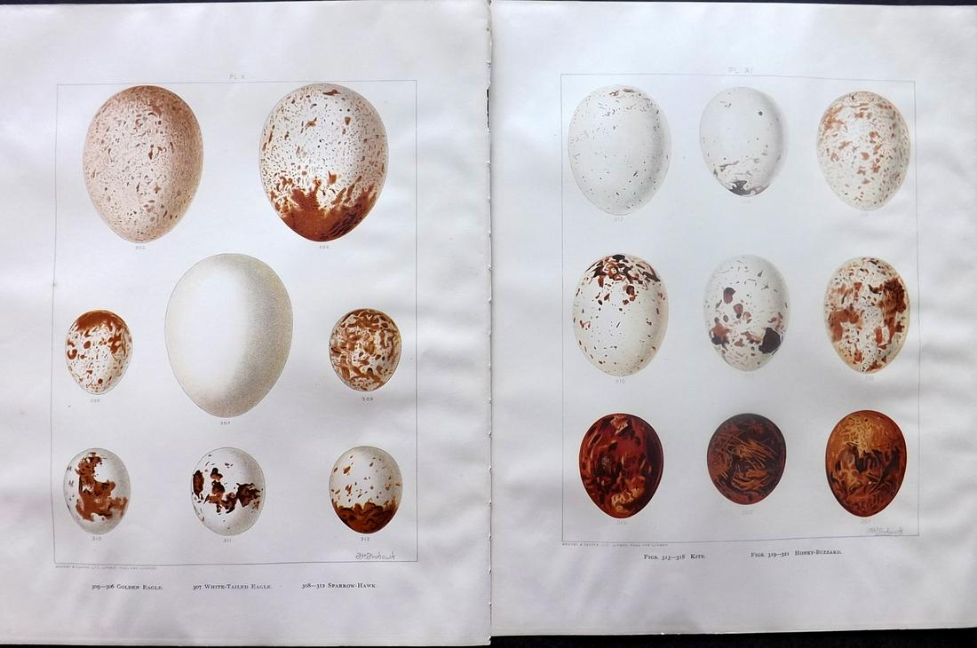 Frohawk, Frederick 1898 Pair of Bird Egg Prints: Chromolithographs Published 1896-98, London for "British Birds with their Nests and Eggs" by Arthur G. Butler. Illustrated by Frederick William Frohawk. Paper Size: 12 x 9.5 inch (30 x 24cm) Good Cond