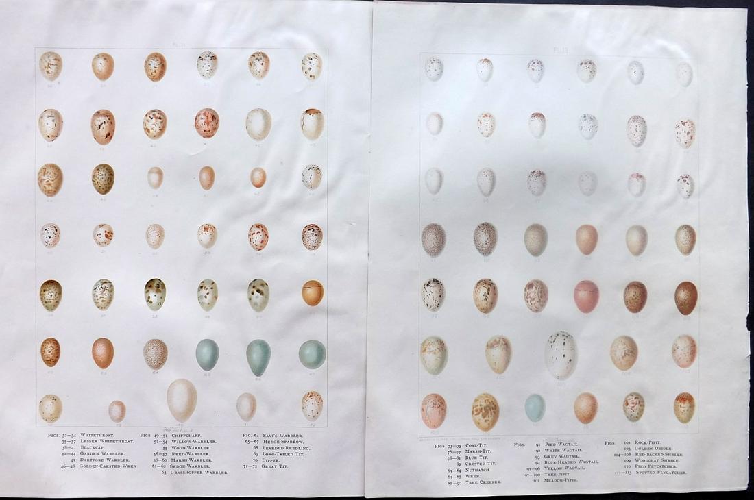 Frohawk, Frederick 1898 Pair of Bird Egg Prints: Chromolithographs Published 1896-98, London for "British Birds with their Nests and Eggs" by Arthur G. Butler. Illustrated by Frederick William Frohawk. Paper Size: 12 x 9.5 inch (30 x 24cm) Good Cond