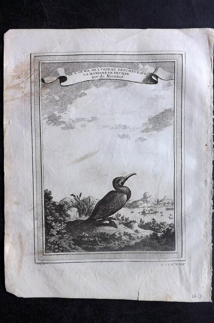 Prevost, Antoine C1750 Bird Print. Chinese Cormorant?: Copper Plate Published 1746-1789, Paris & The Hague for "Histoire générale des voyages" by Antoine Francois Prevost. Maps by Jacques Bellin and others. Paper Size: 10 x 7.5 inch (25 x 19cm) Approx. 