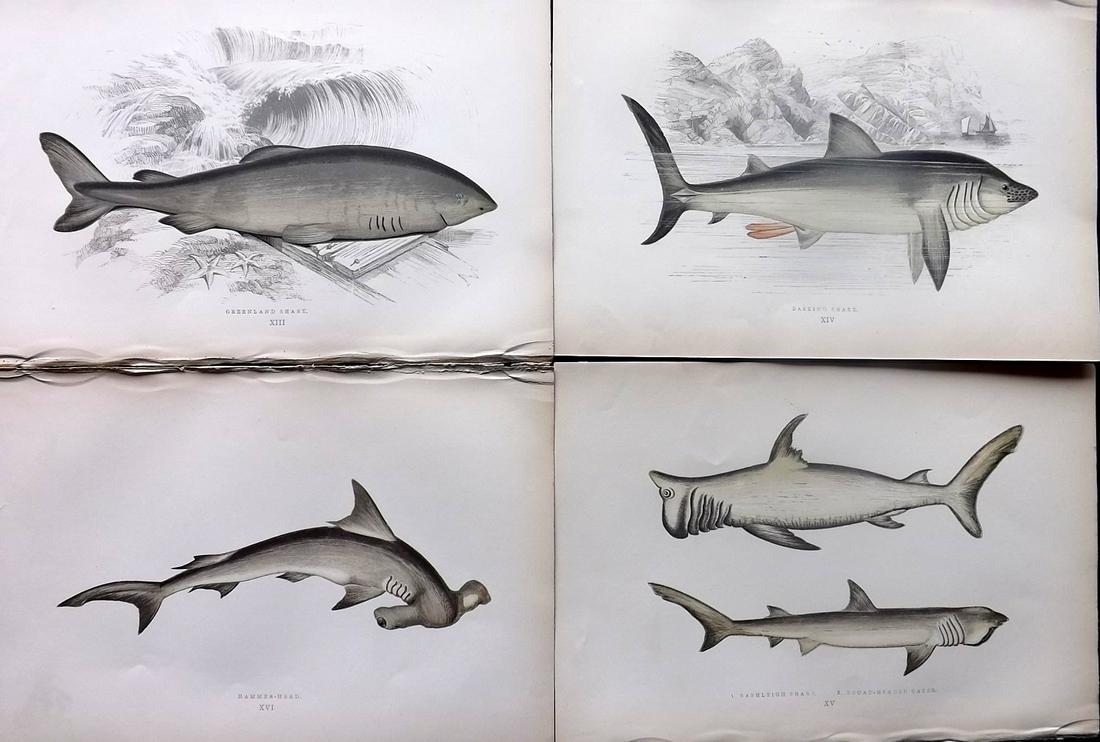 Couch, Jonathan 1878 Lot of 4 Antique Prints. Sharks: Color Printed Woodblocks Published 1877-78, London for "A History of the Fishes of the British Islands" by Jonathan Couch. Paper Size: 9.5 x 7 inch (25 x 17cm) Good Condition overall