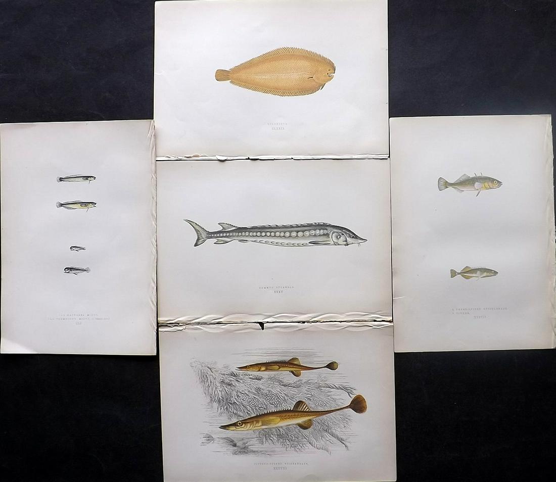 Couch, Jonathan 1878 Lot of 5 Antique Fish Prints: Color Printed Woodblocks Published 1877-78, London for "A History of the Fishes of the British Islands" by Jonathan Couch. Paper Size: 9.5 x 7 inch (25 x 17cm) Good Condition overall