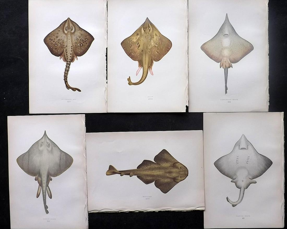 Couch, Jonathan 1878 Lot of 6 Antique Fish Prints: Color Printed Woodblocks Published 1877-78, London for "A History of the Fishes of the British Islands" by Jonathan Couch. Paper Size: 9.5 x 7 inch (25 x 17cm) Good Condition overall