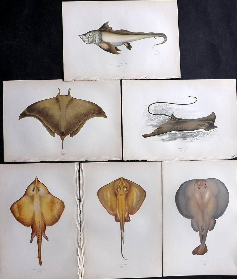 Couch, Jonathan 1878 Lot of 6 Antique Fish Prints: Color Printed Woodblocks Published 1877-78, London for "A History of the Fishes of the British Islands" by Jonathan Couch. Paper Size: 9.5 x 7 inch (25 x 17cm) Good Condition overall
