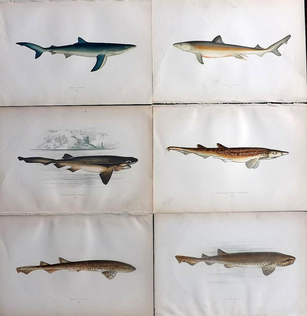 Couch, Jonathan 1878 Lot of 6 Antique Prints. Sharks: Color Printed Woodblocks Published 1877-78, London for "A History of the Fishes of the British Islands" by Jonathan Couch. Paper Size: 9.5 x 7 inch (25 x 17cm) Good Condition overall