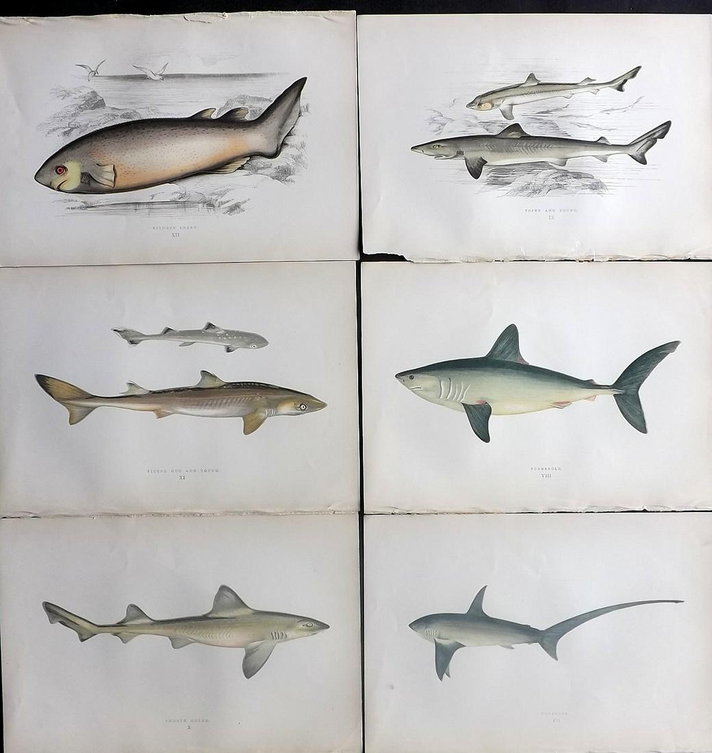 Couch, Jonathan 1878 Lot of 6 Antique Prints. Sharks: Color Printed Woodblocks Published 1877-78, London for "A History of the Fishes of the British Islands" by Jonathan Couch. Paper Size: 9.5 x 7 inch (25 x 17cm) Good Condition overall