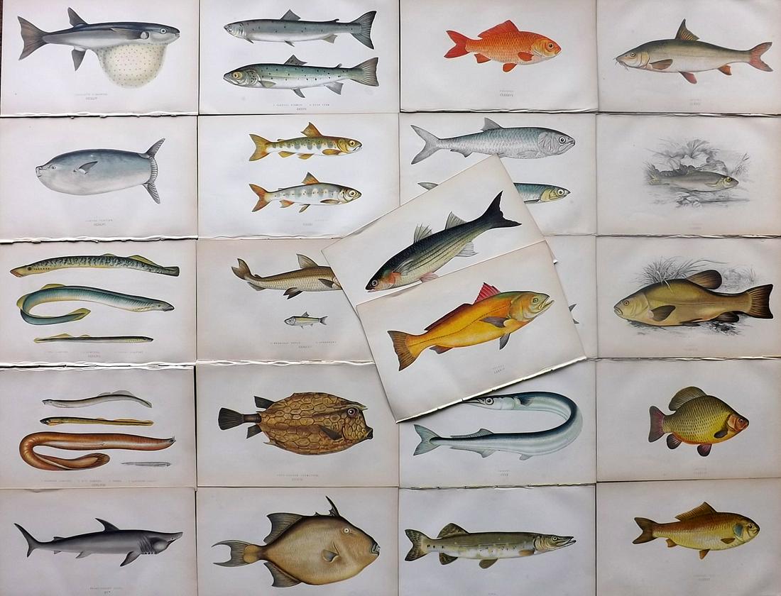 Couch, Jonathan 1865 Lot of 22 Antique Fish Prints: Colour Printed Woodblock Published 1862-65, London for "A History of the Fishes of the British Islands" First Edition by Jonathan Couch. Paper Size: 9.5 x 6 inch (24 x 15cm) Good Condition