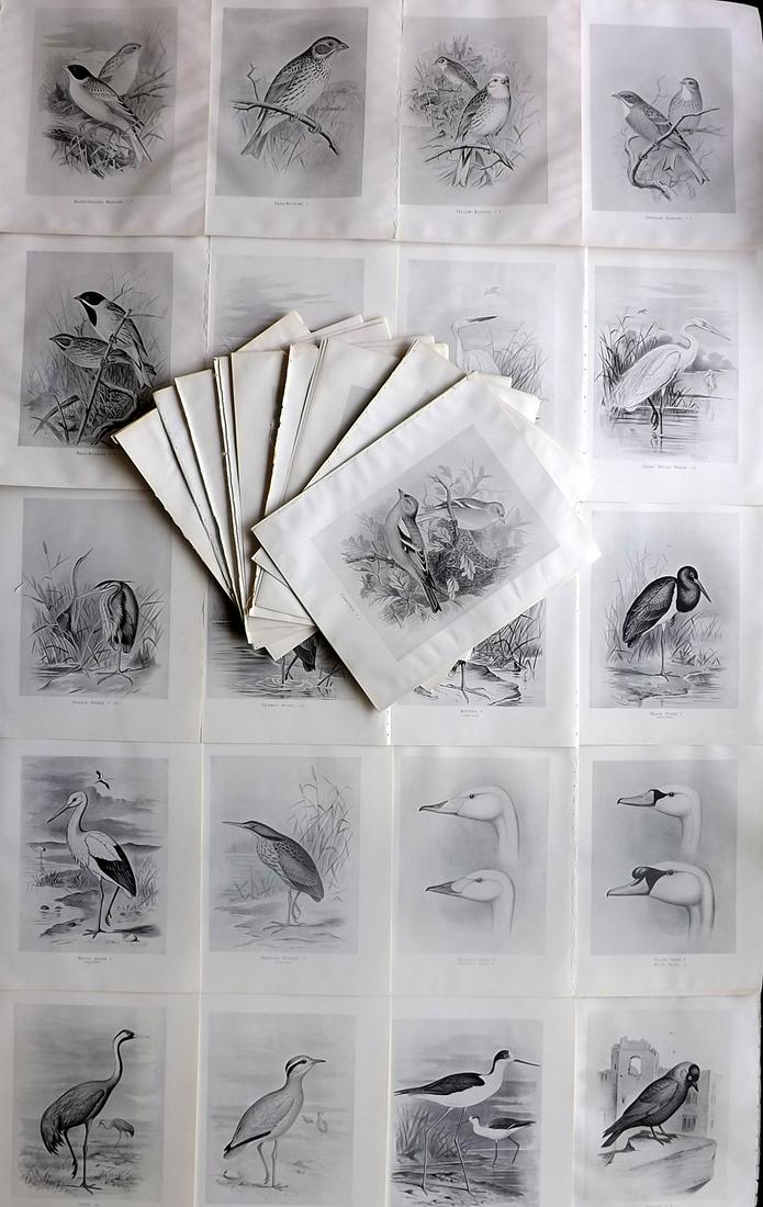 Frohawk, Frederick 1898 Lot of 40 Antique Bird Prints: Offset Lithographs Published 1896-98, London for "British Birds with their Nests and Eggs" by Arthur G. Butler. Illustrated by Frederick William Frohawk. Paper Size: 12 x 9.5 inch (30 x 24cm) Good Con