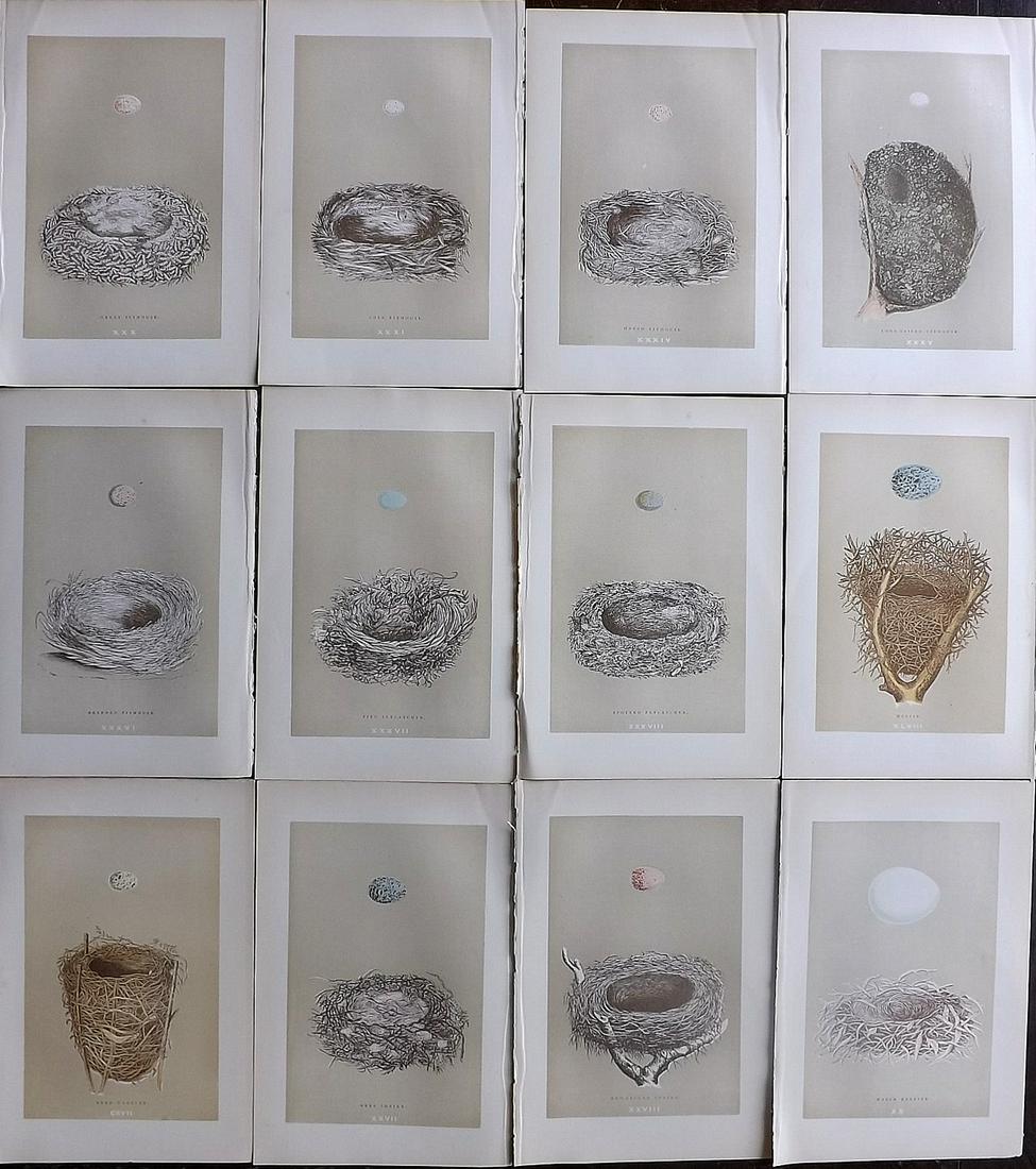 Morris, Francis 1896 Lot of 12 Antique Bird Nest Prints: Woodblocks Published 1896 by John C. Nimmo, London for "A Natural History of the Nests and Eggs of British Birds" By the Rev. Francis Orpen Morris, printed Benjamin Fawcett. Printed in colours and fin