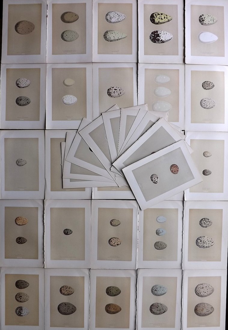 Morris, Francis 1896 Lot of 36 Antique Bird Egg Prints: Woodblocks Published 1896 by John C. Nimmo, London for "A Natural History of the Nests and Eggs of British Birds" By the Rev. Francis Orpen Morris, printed Benjamin Fawcett. Printed in colours and fin