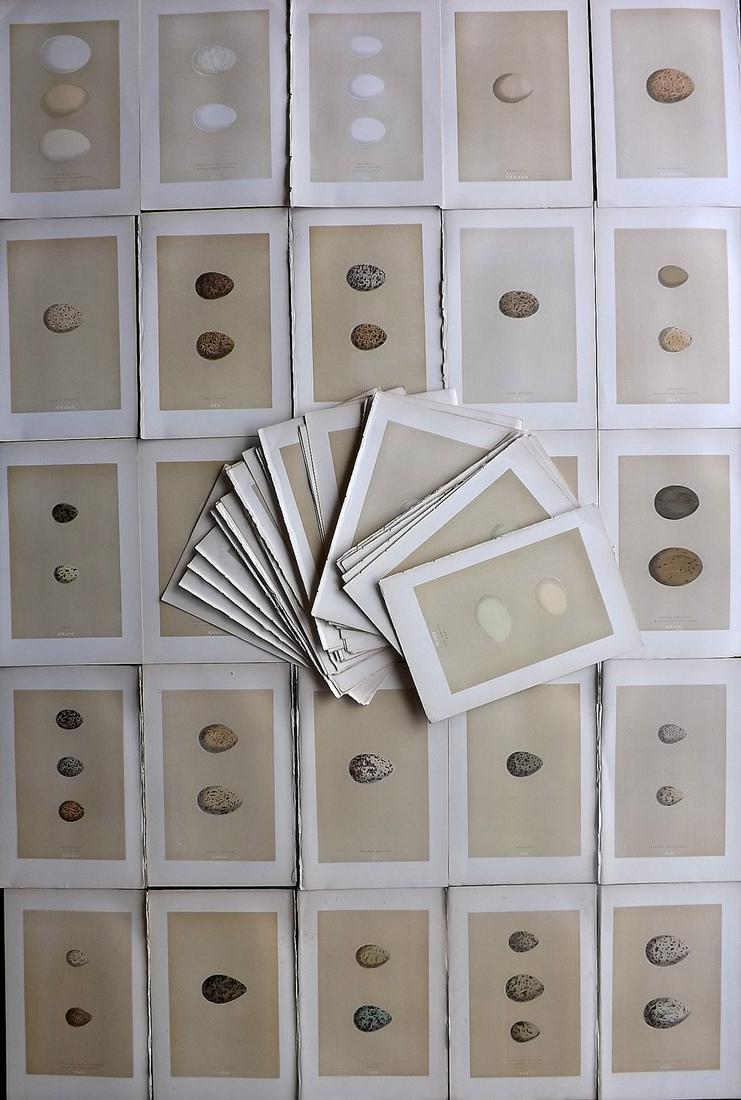 Morris, Francis 1896 Lot of 72 Antique Bird Egg Prints: Woodblocks Published 1896 by John C. Nimmo, London for "A Natural History of the Nests and Eggs of British Birds" By the Rev. Francis Orpen Morris, printed Benjamin Fawcett. Printed in colours and fin